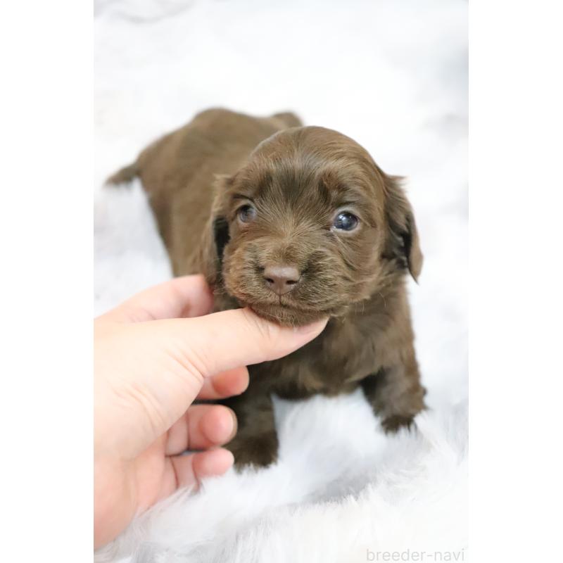 販売中の香川県のミニチュアダックスフンド(ロングヘアード)-452673の6枚目