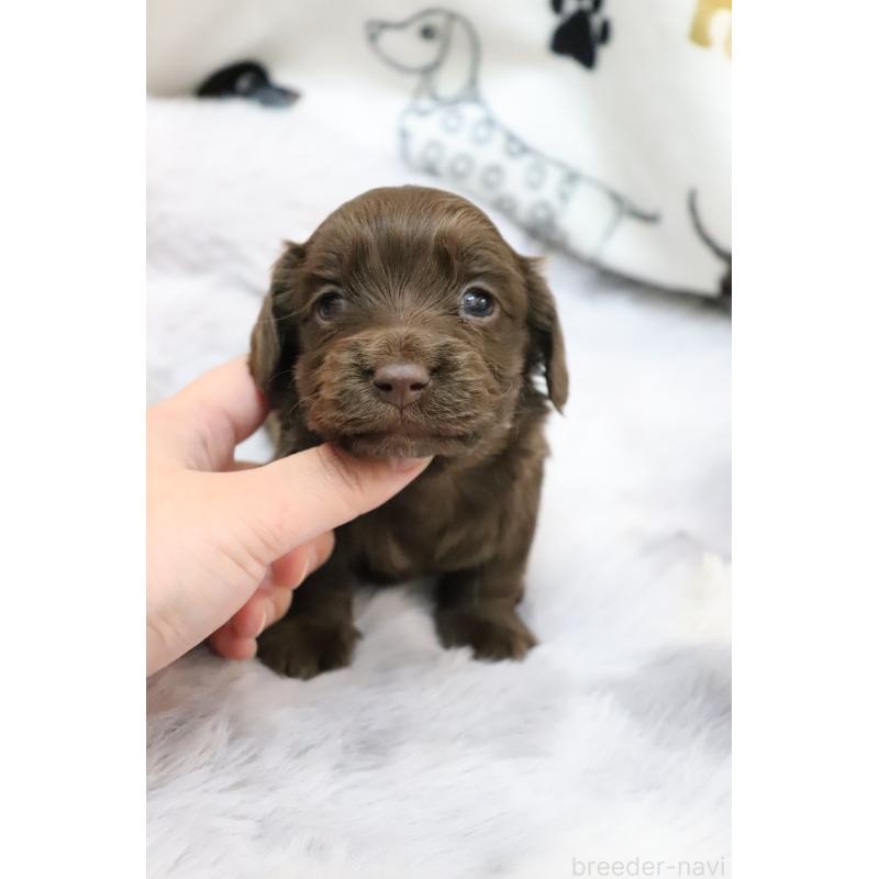 販売中の香川県のミニチュアダックスフンド(ロングヘアード)-452673の5枚目