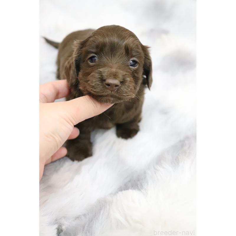 販売中の香川県のミニチュアダックスフンド(ロングヘアード)-452673の3枚目