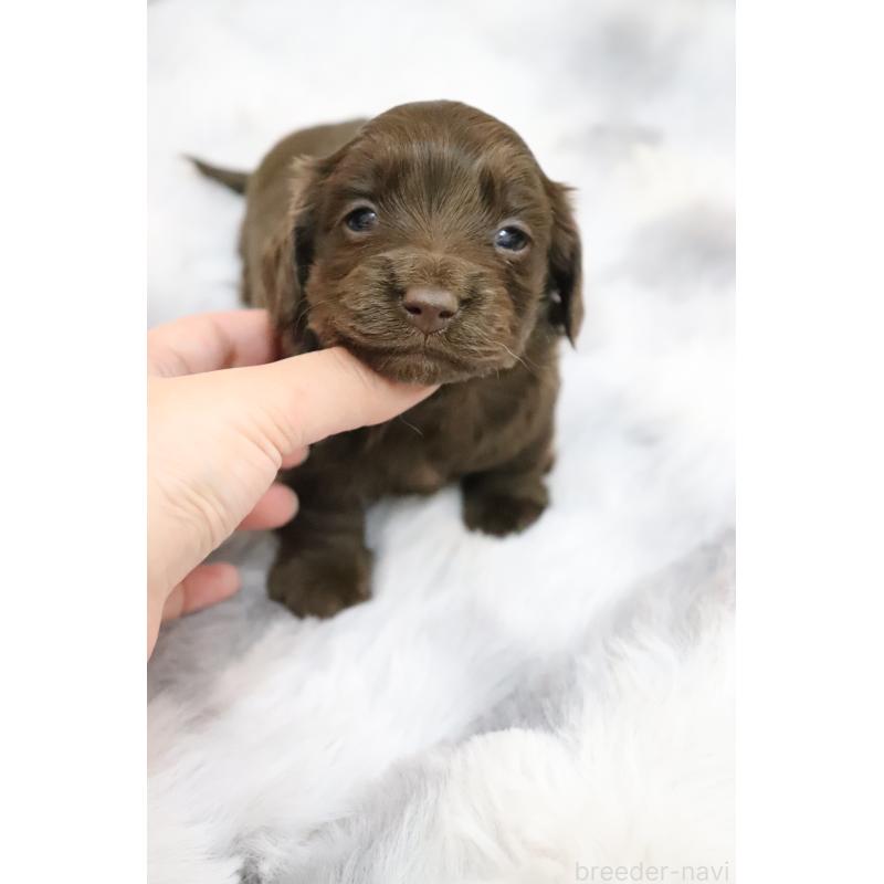 販売中の香川県のミニチュアダックスフンド(ロングヘアード)-452673の2枚目