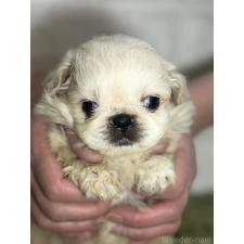 ♀︎ペキニーズ