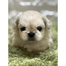 ♀︎ペキニーズ