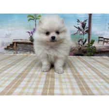 ♀︎ポメラニアン