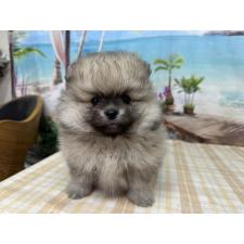 ♀︎ポメラニアン