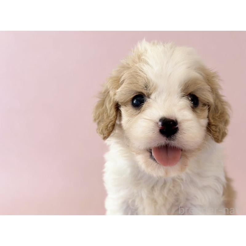 販売中の茨城県のミックス犬-452679の8枚目