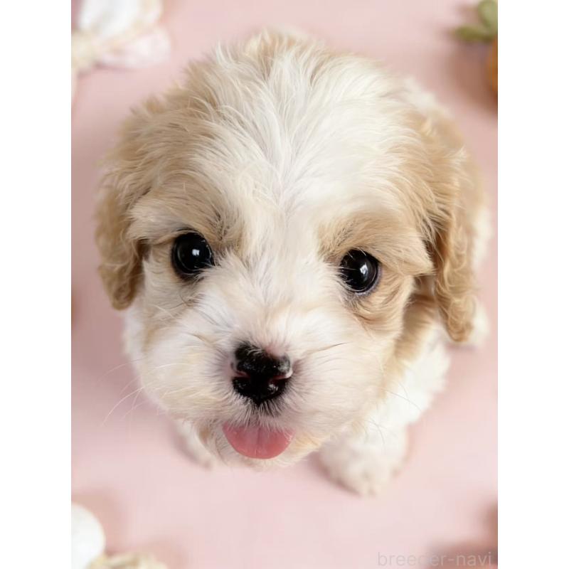 販売中の茨城県のミックス犬-452679の7枚目