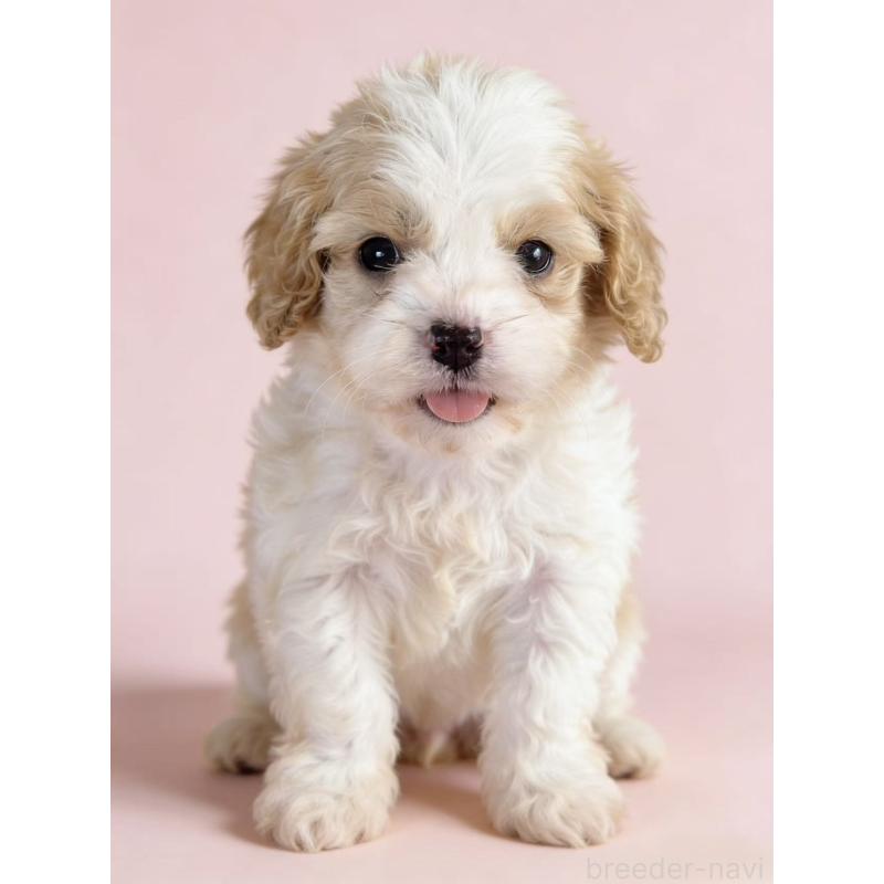 販売中の茨城県のミックス犬-452679の6枚目