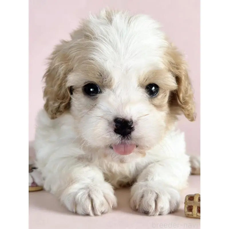 販売中の茨城県のミックス犬-452679の5枚目