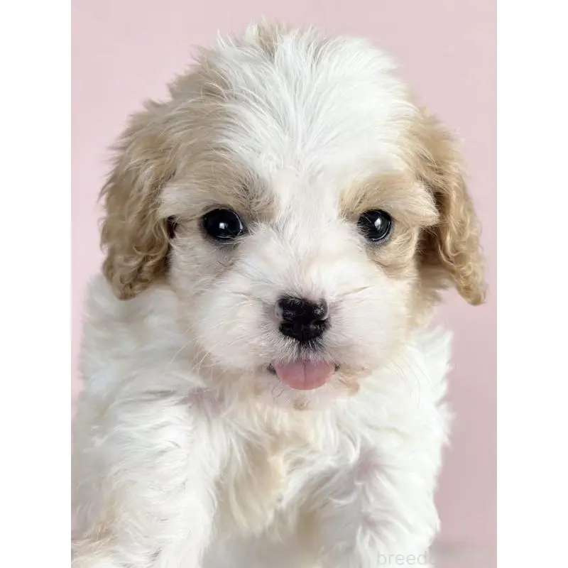 販売中の茨城県のミックス犬-452679の4枚目