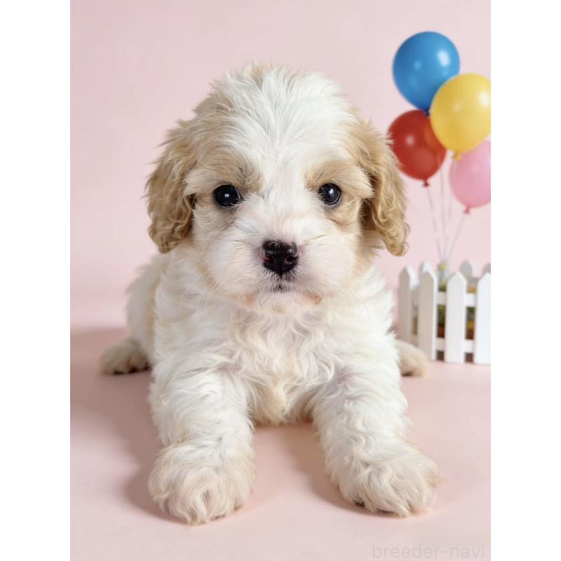 販売中の茨城県のミックス犬-452679の3枚目