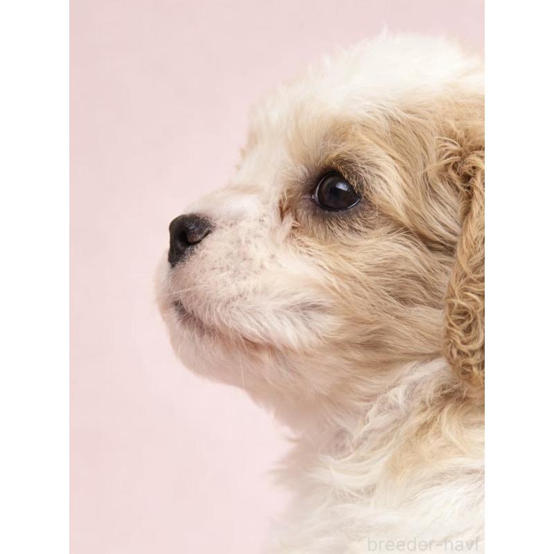 販売中の茨城県のミックス犬-452679の2枚目