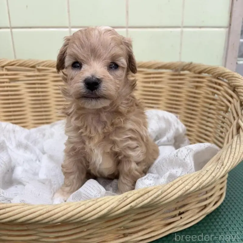 販売中の岐阜県のマルプー:マルチーズ×トイプードル-452678の4枚目