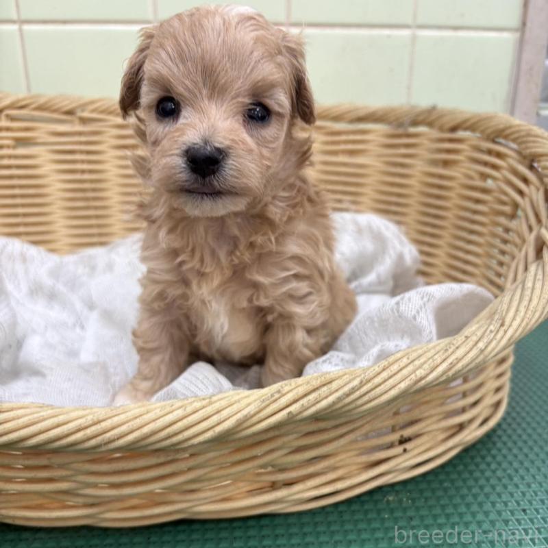 販売中の岐阜県のマルプー:マルチーズ×トイプードル-452678の3枚目