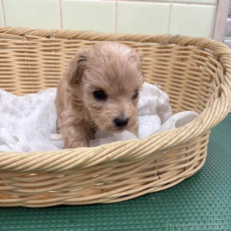 販売中の岐阜県のマルプー:マルチーズ×トイプードル-452678の2枚目