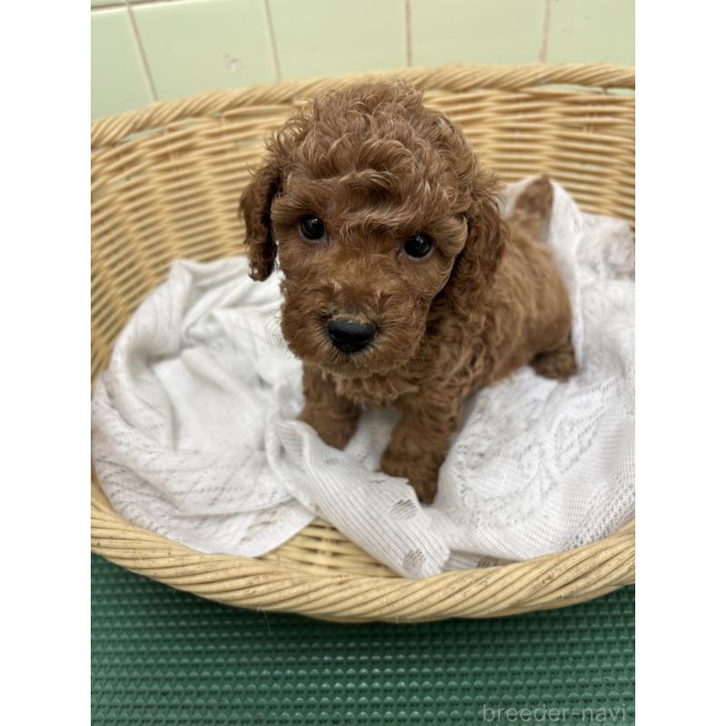 販売中の岐阜県のトイプードル-452680の2枚目