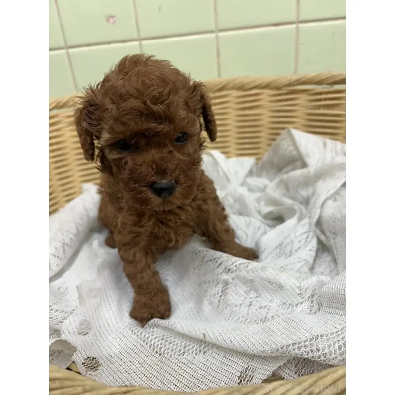 販売中の岐阜県のタイニープードル-452681の3枚目