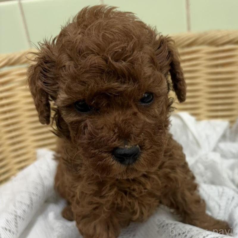 販売中の岐阜県のタイニープードル-452681の2枚目