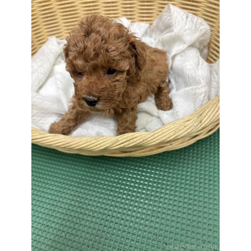 販売中の岐阜県のタイニープードル-452682の3枚目