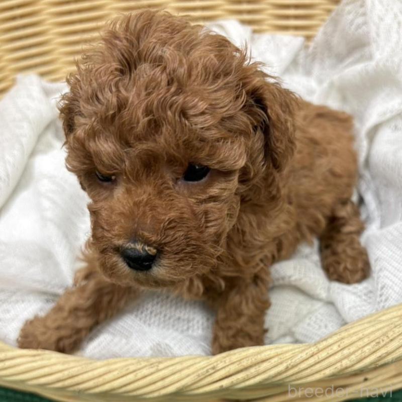 販売中の岐阜県のタイニープードル-452682の2枚目