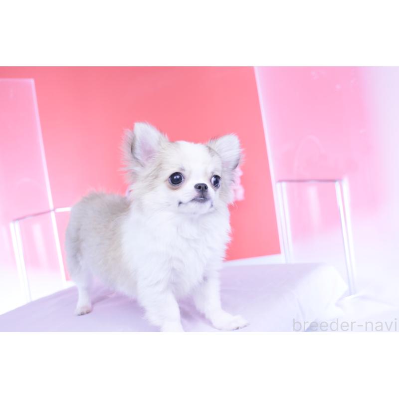 成約済の愛知県のチワワ(ロングコート)-435817の8枚目