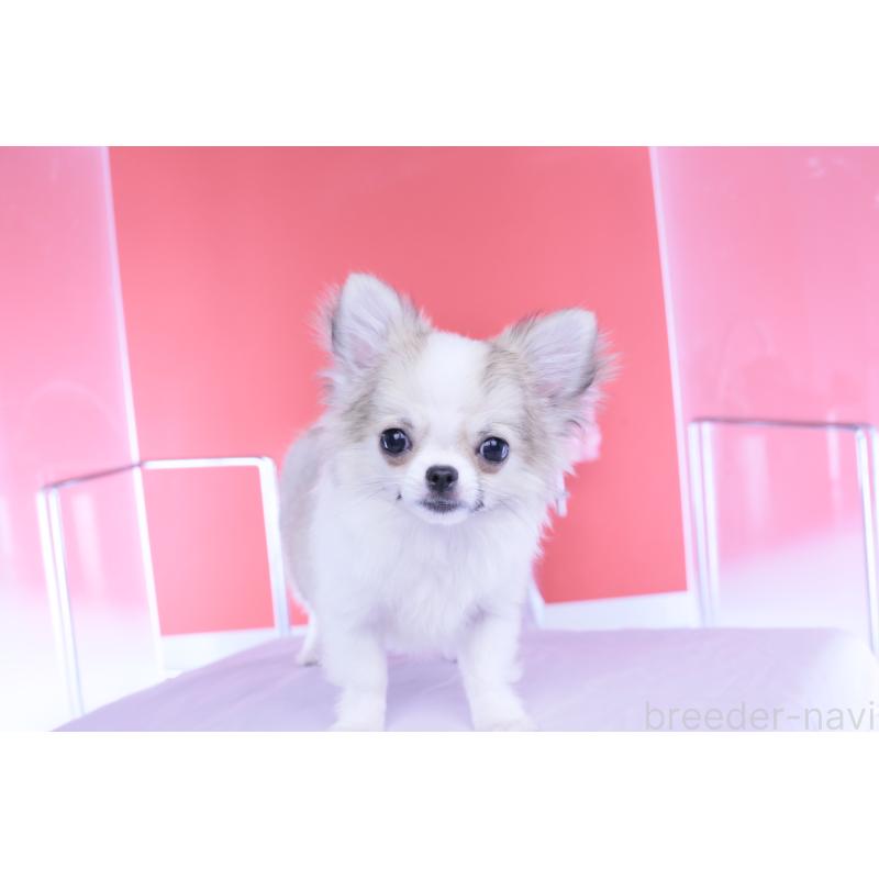 成約済の愛知県のチワワ(ロングコート)-435817の7枚目