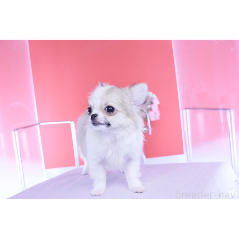 成約済の愛知県のチワワ(ロングコート)-435817の6枚目