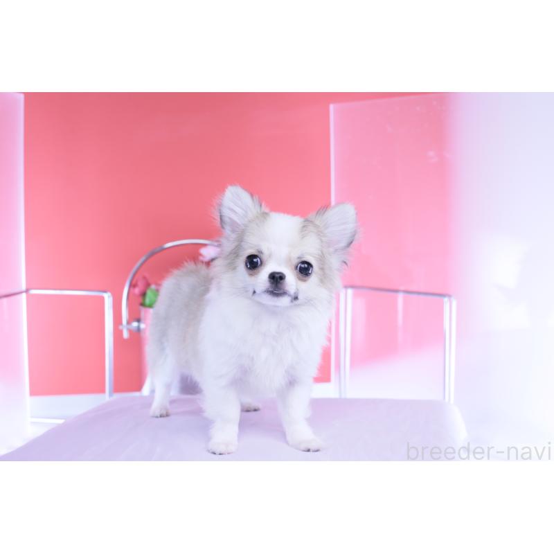 成約済の愛知県のチワワ(ロングコート)-435817の5枚目