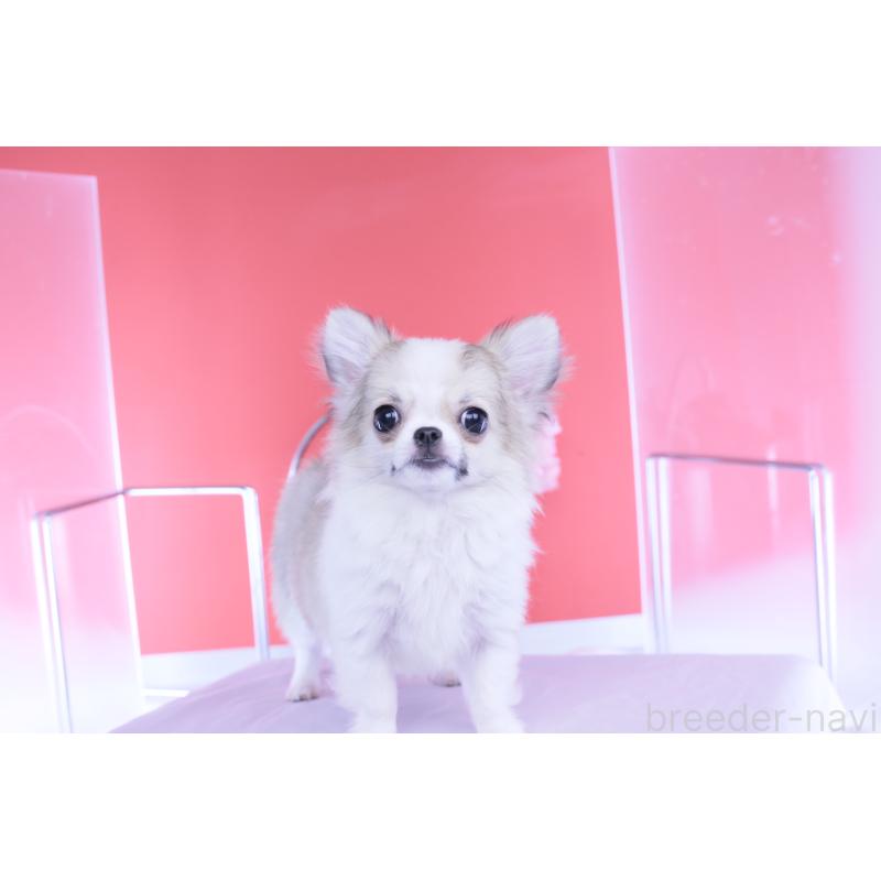 成約済の愛知県のチワワ(ロングコート)-435817の4枚目