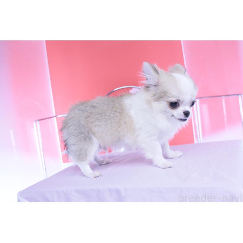 成約済の愛知県のチワワ(ロングコート)-435817の3枚目