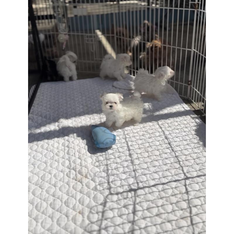 犬舎紹介の広島県の犬舎紹介-217の2枚目