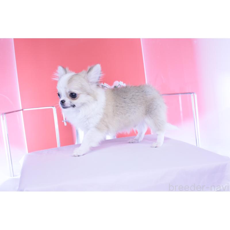 成約済の愛知県のチワワ(ロングコート)-435817の2枚目