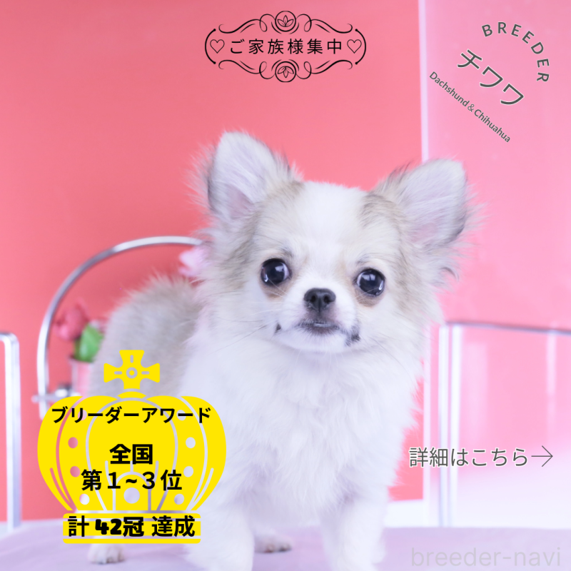 販売中の愛知県のチワワ(ロングコート)-435817