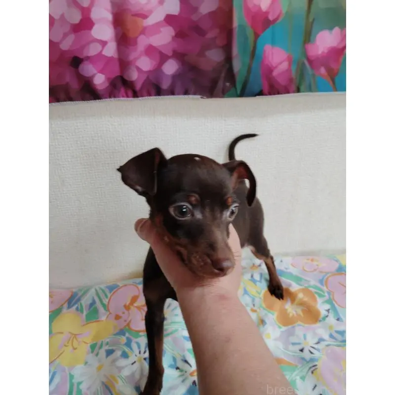 販売中の大阪府のミニチュアピンシャー(ミニピン)-452683の5枚目