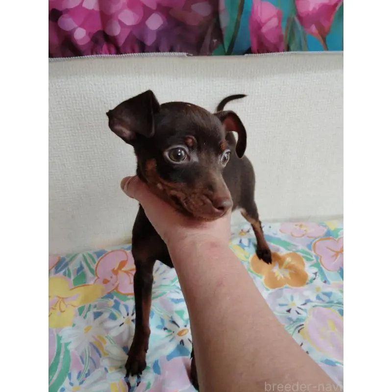 販売中の大阪府のミニチュアピンシャー(ミニピン)-452683の3枚目