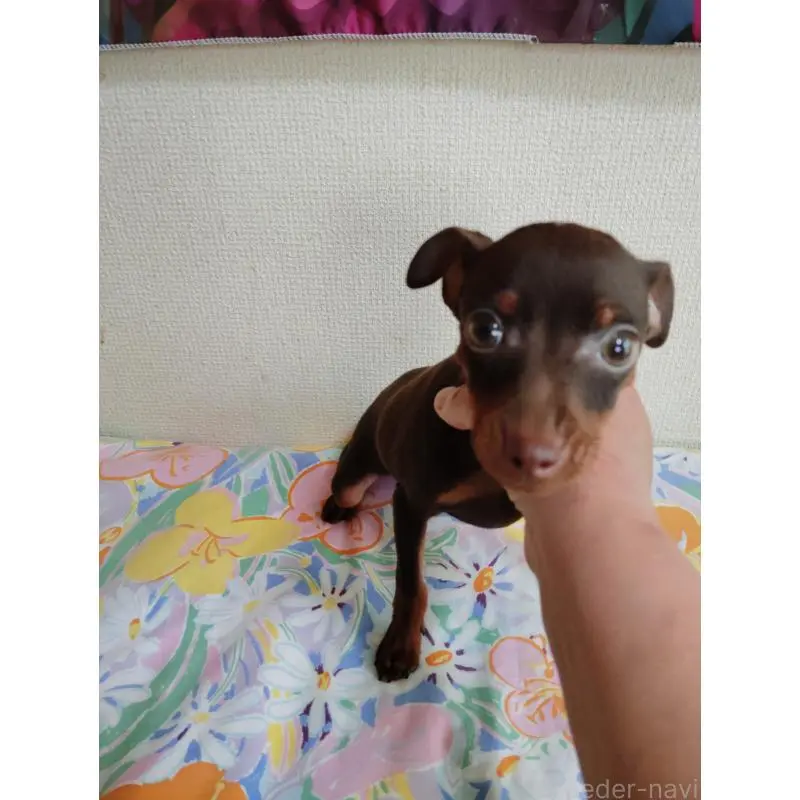 販売中の大阪府のミニチュアピンシャー(ミニピン)-452683の2枚目