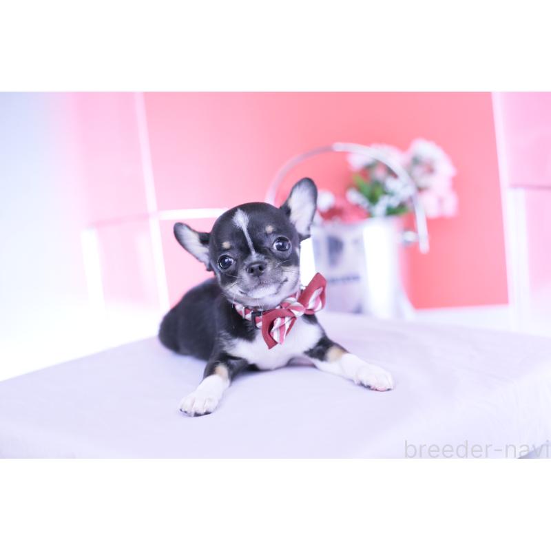 販売中の愛知県のチワワ(ロングコート)-443272の7枚目