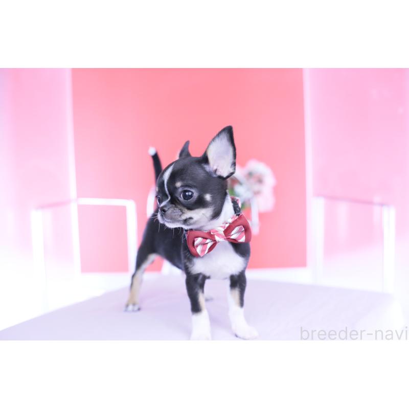 販売中の愛知県のチワワ(ロングコート)-443272の5枚目