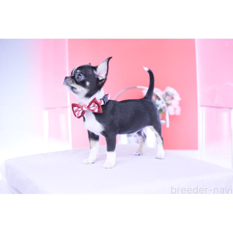 販売中の愛知県のチワワ(ロングコート)-443272の4枚目