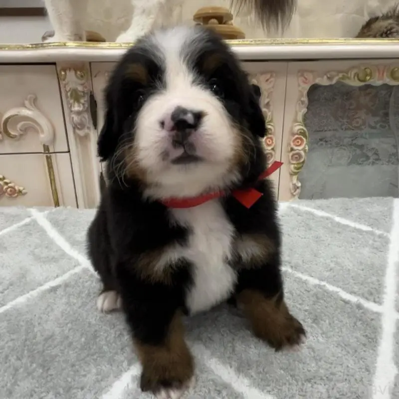 販売中の愛知県のバーニーズマウンテンドッグ-452684の8枚目