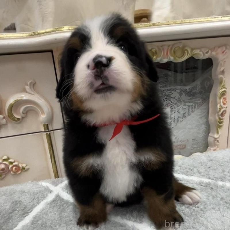 販売中の愛知県のバーニーズマウンテンドッグ-452684の7枚目