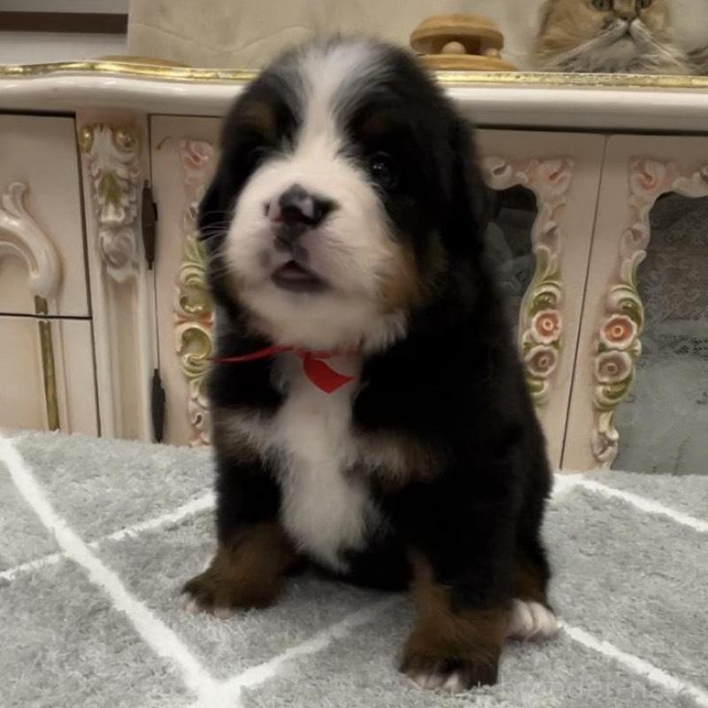 販売中の愛知県のバーニーズマウンテンドッグ-452684の5枚目