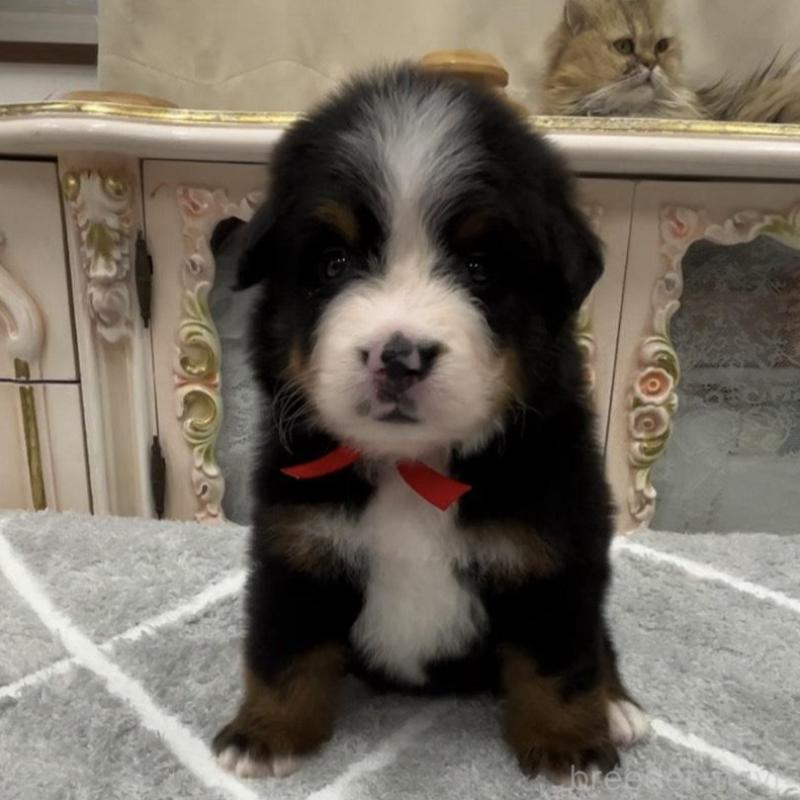 販売中の愛知県のバーニーズマウンテンドッグ-452684の2枚目