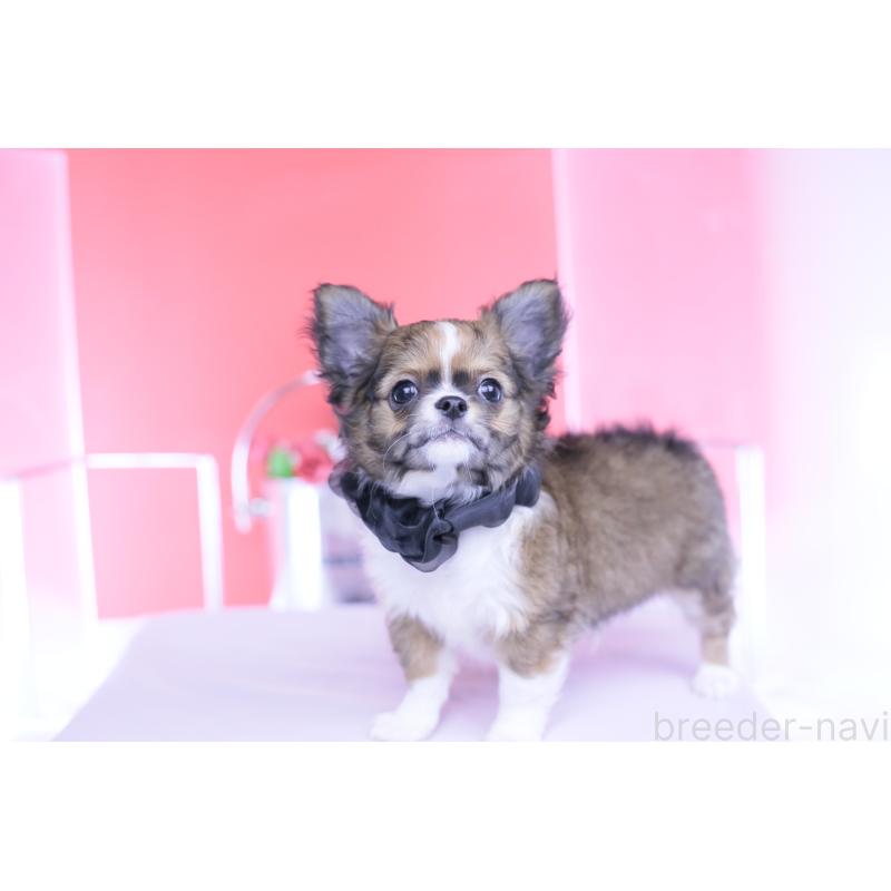 販売中の愛知県のチワワ(ロングコート)-443275の10枚目