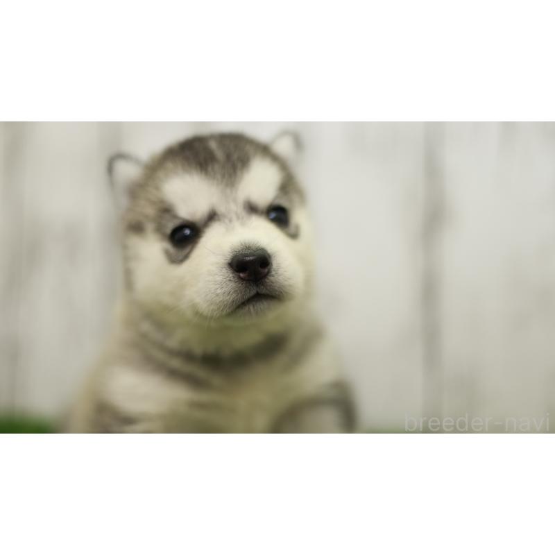 販売中の三重県のシベリアンハスキー-452685の17枚目