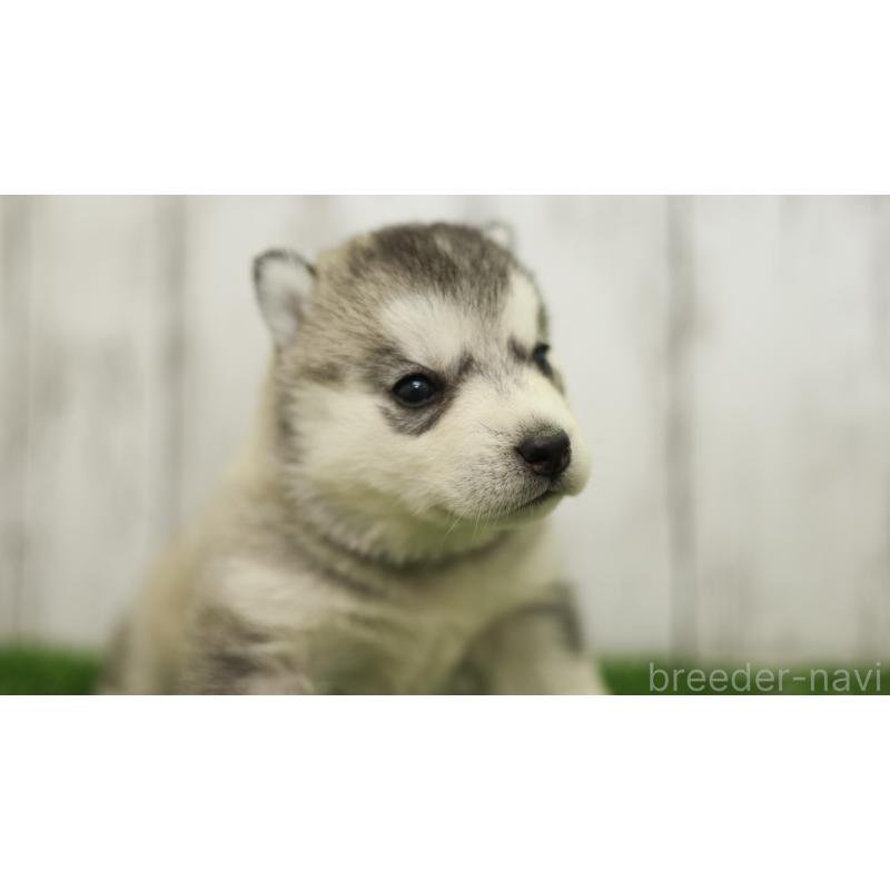 販売中の三重県のシベリアンハスキー-452685の16枚目