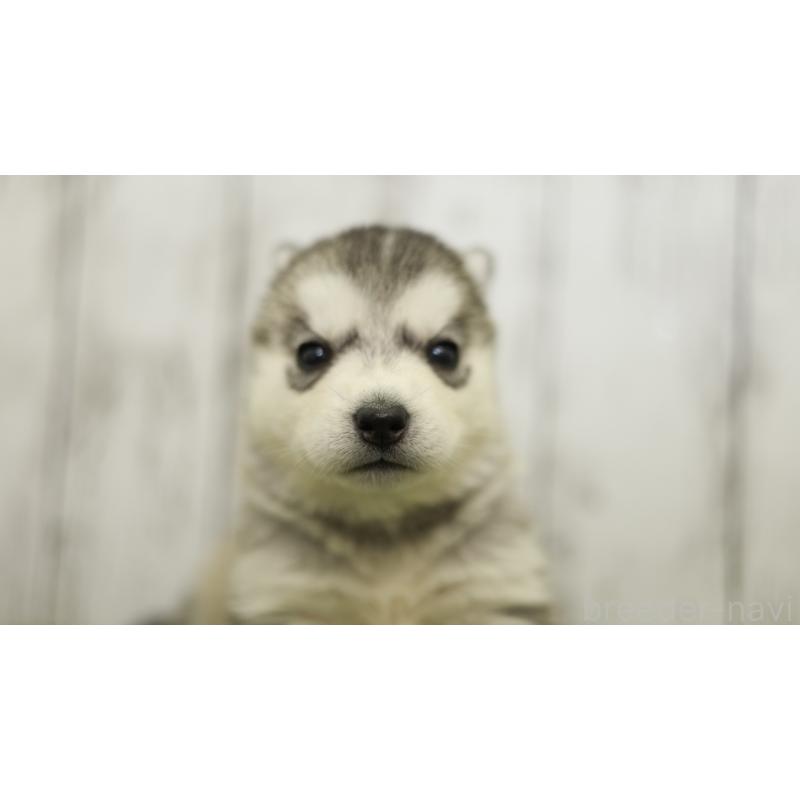 販売中の三重県のシベリアンハスキー-452685の14枚目