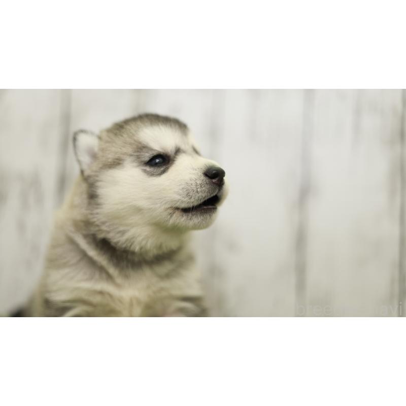 販売中の三重県のシベリアンハスキー-452685の12枚目