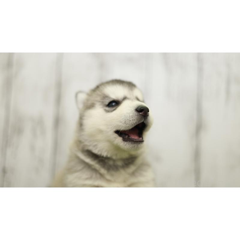 販売中の三重県のシベリアンハスキー-452685の11枚目