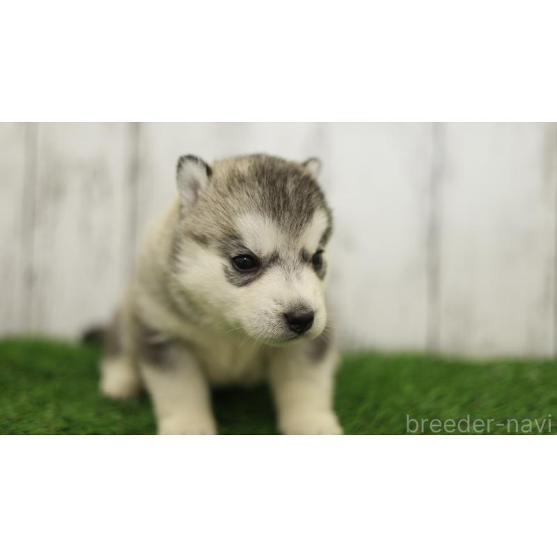 販売中の三重県のシベリアンハスキー-452685の10枚目