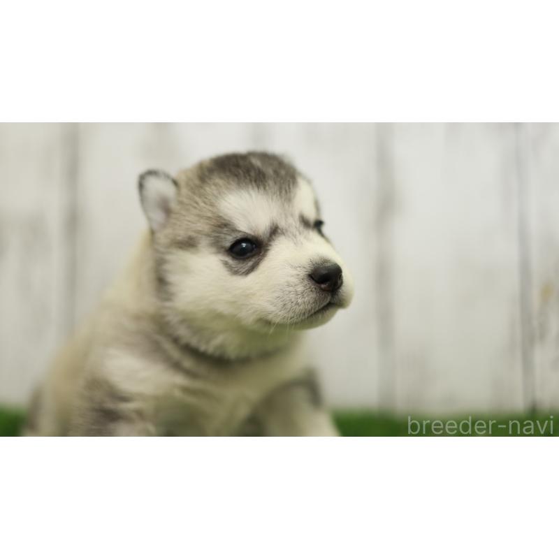 販売中の三重県のシベリアンハスキー-452685の9枚目